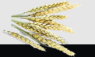 ��ҳ- �Ϲ�NG28�������ֹٷ���վ