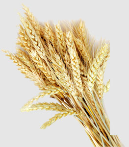 ��ҳ- �Ϲ�NG28�������ֹٷ���վ